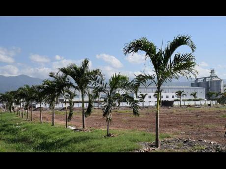 Ian Allen/Photographer
Newly planted palm trees align the Seprod logistics ‘campus’ at Felix Fox Boulevard in Kingston, on Thursday, November 24, 2022.