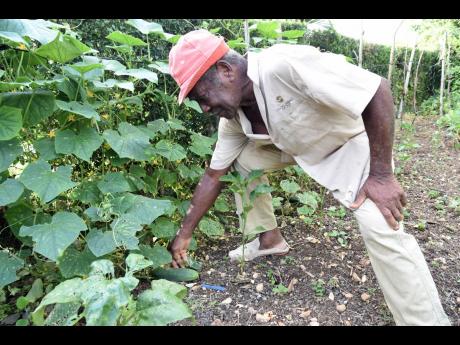 Credit: Ian Allen Roy Smith eats what he grows and grows what he eats. He also loves to share the fruit of his labour with family, friends and neighbours.