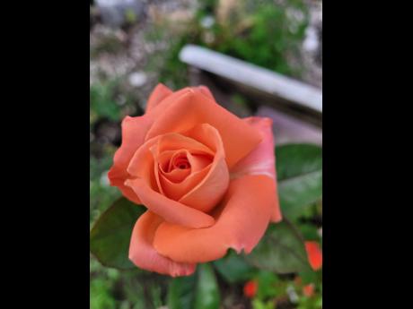 This hybrid rose carries a mild yet fruity fragrance.