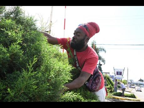 
Farmer Alex Smith unloads pine trees along Constant Spring Road in Half-Way Tree, St Andrew on Saturday, December 3. Smith has been selling Christmas trees for more than a decade. 