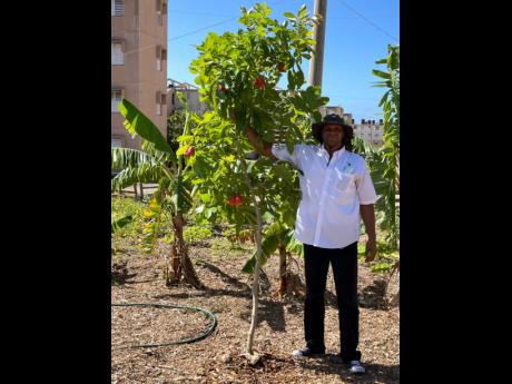 Credit: Contributed Marvin Campbell, founder and chief executive officer of the Making An Impact All-Together Foundation, proudly displays the foundation’s ackee tree which is already bearing fruit.