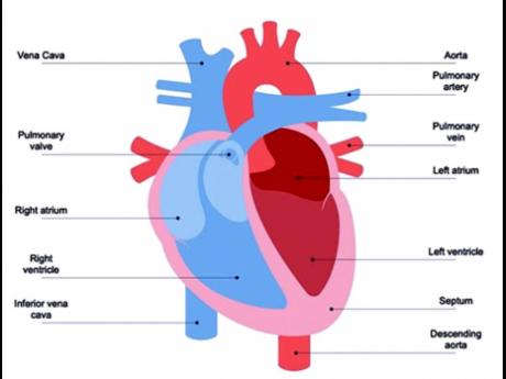Diagram of the human heart.