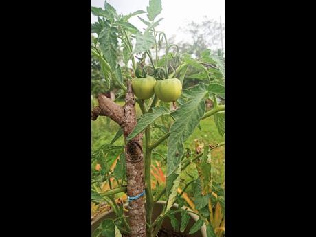 
Green tomatoes in Cooper’s Hill.