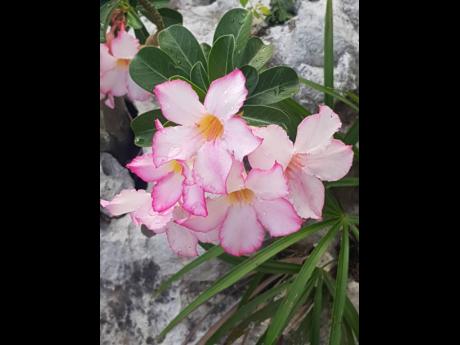 
Flowers bloom among the rocks.