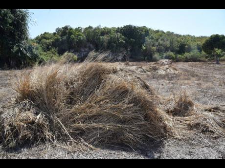 Mulch stockpiled by farmers in Flagaman, St Elizabeth, to be used whenever they get access to water. The area has been experiencing drought conditions since the latter part of 2022.