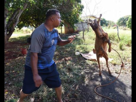 Gary Ebanks plays with one of his goats at his home in Flagaman, St Elizabeth, on Wednesday.
