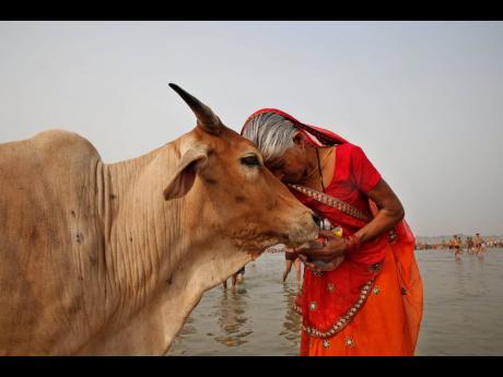 A woman worships a cow in Allahabad, India, June 2014. India’s government-run animal welfare department has appealed to citizens to mark Valentine’s Day this year not as a celebration of romance but as ‘Cow Hug Day’, to better promote Hindu values.