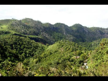 Forests offer many ecosystem services, including the production of clean air and water, food and medicines.