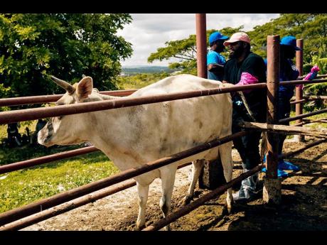 Stanley Oshaughnessy prepares to conduct artificial insemination (AI) with a cow during the Nutramix and Select Sires AI training seminar at Windalco Sports Club in Kirkvine, Manchester.