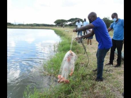 Agriculture and Fisheries Minister Pearnel Charles Jr (left) displays his catch during a visit at the Anna Dallas Fish Farm in St Catherine in February 2022.
