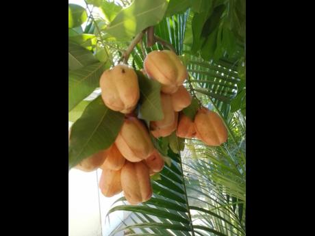 
Ackees ready to ripe – taken on February 26 in Pembroke Hall.