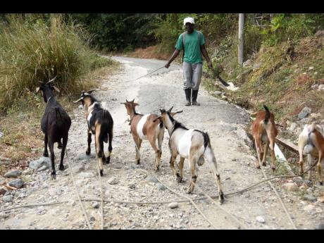 Credit: Nicholas Nunes/Photographer Ronald Osborne on a trip to the hills with his herd of goats to seek food as the drought has affected his regular pasture land in Font Hill, St Thomas.