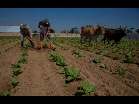 Farmworkers tending a tobacco field on a farm in the La Coloma community in Pinar del Río.
