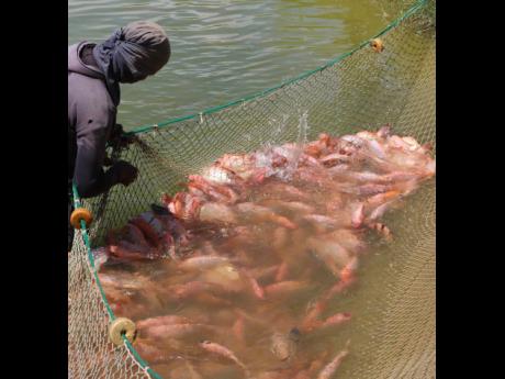 Credit: In this file photo a farmer is seen with a catch of fish in a aquaculture farm.