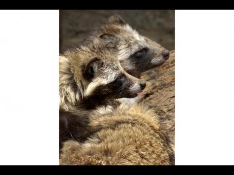 Raccoon dogs are seen at a cage in Tokyo. International scientists who examined previously unavailable genetic data from samples collected at a market close to where the first human cases of COVID-19 were detected in China, said they found suggestions the 
