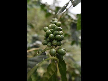 Credit: Green organic coffee beans on a tree in the Blue Mountains.