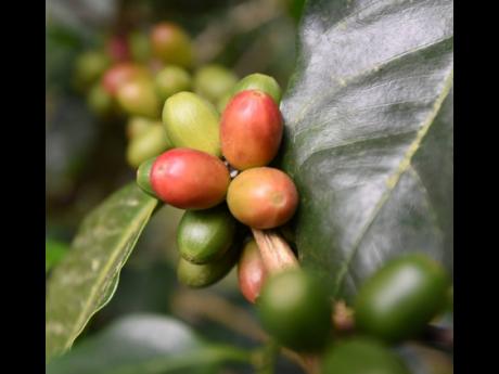 Credit: File Ripe organic coffee beans on a tree in the Blue Mountains.