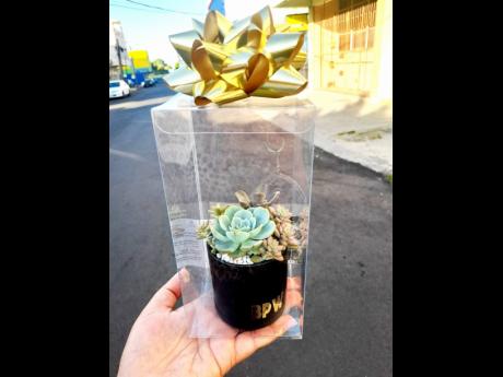 The gift of green life: desk or indoor plants make the perfect gift for any special occasion.
