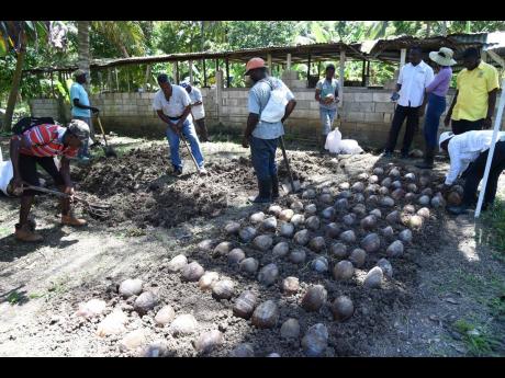 Credit: Ian Allen Members of the Kanga Gully Farmers Group in Nutts River, St Thomas, prepare a coconut nursery and plant seedlings during the training session.