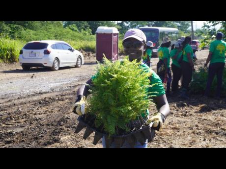 A team member from the Forestry Department carries a tray of jacaranda seedlings to a planting block during the National Labour Day project.