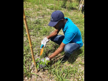 A National Water Commission volunteer plants a bitter damsel seedling as part of the National Labour Day project.  