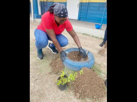 Credit: Contributed Fiona Harrison, chief superintendent at Clarendon Distillers Ltd, digs a hole to plant a Duranta erecta plant at the St Margaret Mary Basic and Prep School on Labour Day.