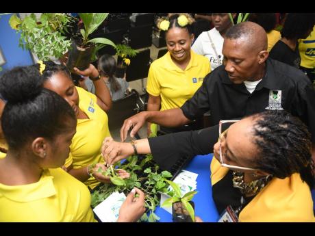 Lena Peart (right), business relationship and sales manager at JN Bank Half-Way Tree, gives seedlings to members of staff at the institution. Looking on is Mark Harvey, acting extension officer at the Rural Agricultural Development Authority.