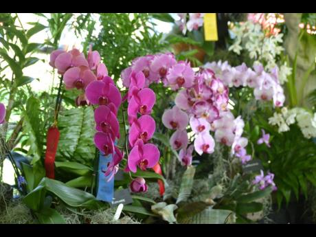 Orchids on display