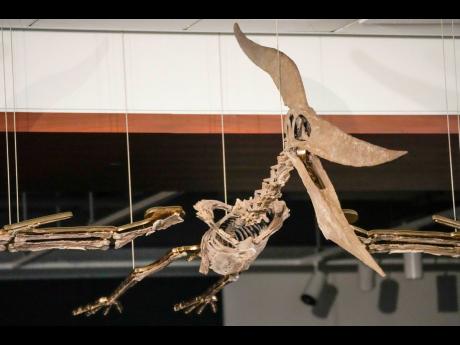 
A Pteranodon skeleton is displayed at Sotheby’s during a media preview, Monday, July 10, 2023, in New York.