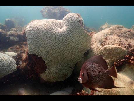 In this image provide by NOAA, a fish swims near coral showing signs of bleaching at Cheeca Rocks, off the coast of Islamorada, Florida. 