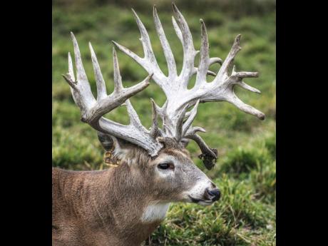 Credit: . (Heather Coit/The News-Gazette via AP) The white-tailed deer has been sighted in St Andrew and Portland ever since three does and three bucks escaped from Somerset Falls, a tourist attraction, during the passage of Hurricane Gilbert in 1988.