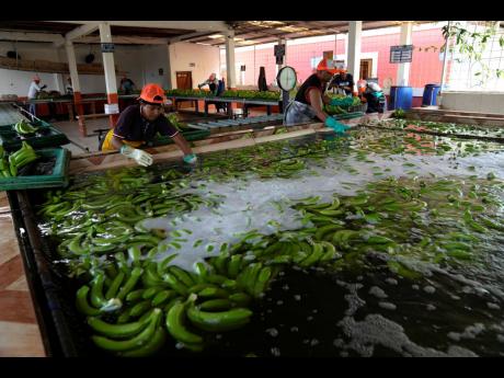 Recently harvested bananas are washed at a farm in Los Rios, Ecuador, on August 15, 2023.