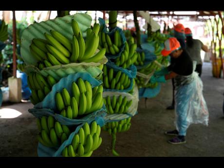 A farmworker cuts recently harvested bananas at a farm in Los Rios, Ecuador, on August 15, 2023.