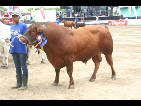 In this 2015 photo, handler Ruth Simpson is seen with a Red Poll at Denbigh Agricultural, Industrial and Food Show.