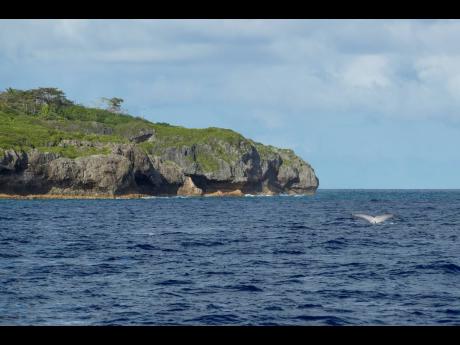 A tail of a humpback whale breaks the water in Niue in this 2018 file photo.