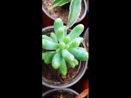 Harrison loves the unique look and shape of the sedum pachyphyllum or the ‘jelly bean’ succulent. “Its fleshy leaves can change from pale green to a pink colour, but it needs bright sunlight to maintain this colour,” she shared.