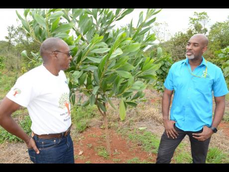 Discovery Bauxite’s tree planting programme in St Ann has been welcomed by CEO & Chief Conservator of Forests Ainsley Henry (right), who describes it as “mining finding common ground with forestry”. The company has planted over 120,000 trees since 20