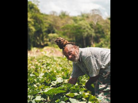 A worker tends to plants on  the farm.