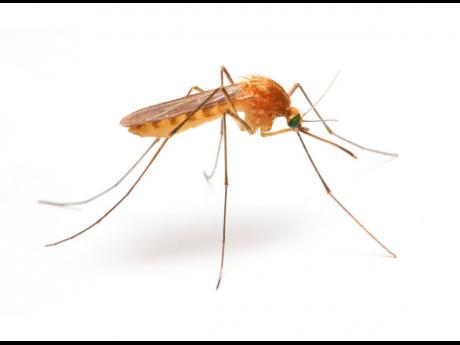 Credit: Anopheles mosquito