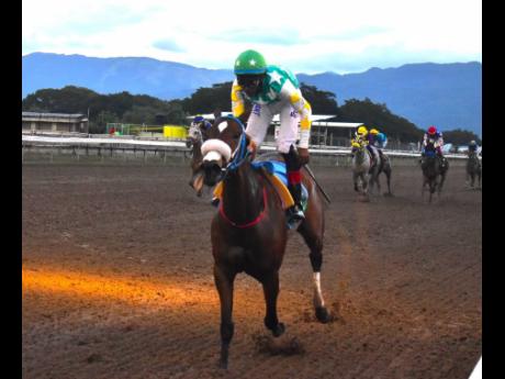 Anthony Minott/Freelance Photographer 
LUKSOL, ridden by leading jockey Reyan Lewis, wins the Gerry Skelton Memorial Trophy over five-and-a-half furlongs, a three-year-old and upwards open allowance stakes at Caymanas Park yesterday.