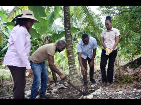 Credit: Nicholas Nunes/Photographer Entomologist Dionne Clarke-Harris (left), CARDI representative in Jamaica, and Desrieina Delancy (right), coconut technician at CARDI, look on as Danavan Pryce (second right), agronomist at Newport-Ferson Ja Ltd, leads Devon Fuller through the steps of fer