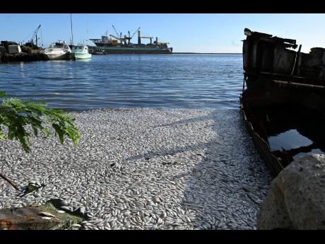 The Harbour Head shoreline in Harbour View, St Andrew, where there was a massive fish-kill yesterday morning.