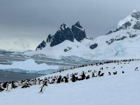 Shown are a colony of penguins completely unfazed by these foreign visitors.