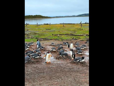 Native to the continent are the illustrious penguins. 
