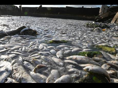Thousands of dead fish are seen in this December 2023 photo at the Harbour Head shoreline in Harbour View, St Andrew.