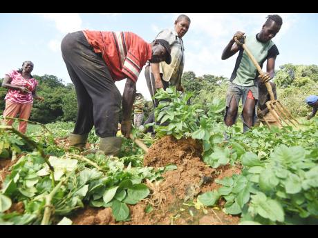 In this July 2023 photo, Irish potato farmers are seen harvesting their crop in New Pen, St Mary. 