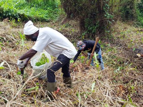 Community members conduct reforestation on Exhibition Hill, Portland.