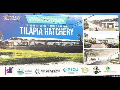 An architect’s rendition of the 12,000 square foot upgraded tilapia hatchery to be built on land beside the Registrar General’s Department in Twickenham Park, St Catherine.
