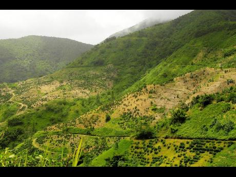 Credit: Coffee trees dotting the hillside in the Blue Mountains.