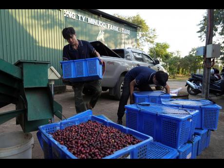 Credit: AP Workers unload baskets of freshly picked coffee beans at a coffee factory in Dak Lak province, Vietnam, on February 1, 2024. New European Union rules aimed at stopping deforestation are reordering supply chains.